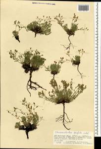 Chamaerhodos trifida Ledeb., Mongolia (MONG) (Mongolia)