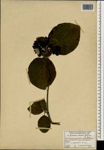 Viburnum cotinifolium D. Don, South Asia, South Asia (Asia outside ex-Soviet states and Mongolia) (ASIA) (India)