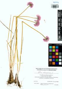 Allium schoenoprasum L., Siberia, Yakutia (S5) (Russia)