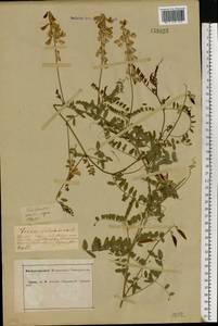 Vicia sylvatica L., Eastern Europe, Central forest-and-steppe region (E6) (Russia)