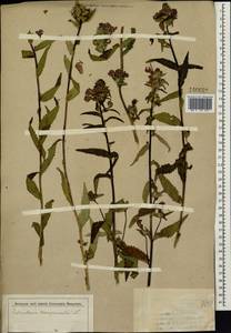 Pedicularis resupinata, Siberia (no precise locality) (S0) (Russia)