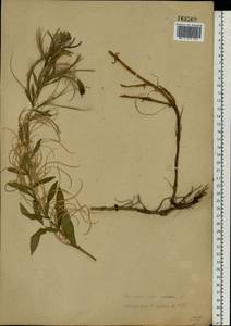 Epilobium hirsutum L., Eastern Europe, North Ukrainian region (E11) (Ukraine)