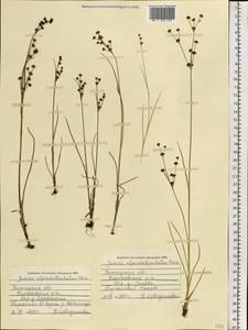 Juncus alpinoarticulatus Chaix, Eastern Europe, Northern region (E1) (Russia)
