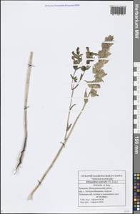 Rhinanthus serotinus var. vernalis (N. W. Zinger) Janch., Eastern Europe, Middle Volga region (E8) (Russia)