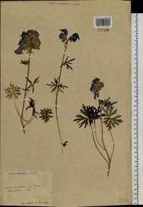 Aconitum delphinifolium DC., Siberia, Chukotka & Kamchatka (S7) (Russia)