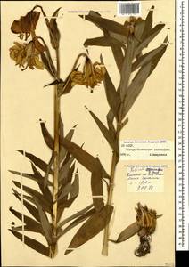 Lilium armenum (Miscz. ex Grossh.) Manden., Caucasus, North Ossetia, Ingushetia & Chechnya (K1c) (Russia)