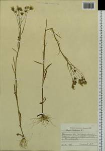 Crepis tectorum L., Siberia, Western Siberia (S1) (Russia)