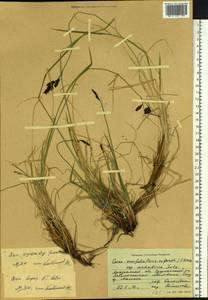 Carex bigelowii subsp. lugens (Holm) T.V.Egorova, Siberia, Chukotka & Kamchatka (S7) (Russia)