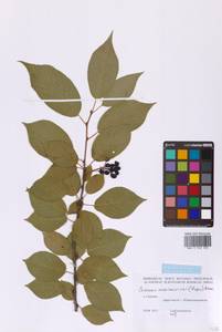 Prunus maximowiczii Rupr., Siberia, Russian Far East (S6) (Russia)