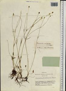 Ranunculus pulchellus C. A. Mey., Siberia, Altai & Sayany Mountains (S2) (Russia)