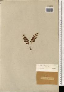 Dryopteris, South Asia, South Asia (Asia outside ex-Soviet states and Mongolia) (ASIA) (Not classified)