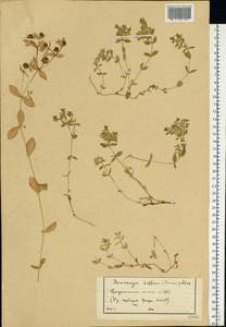 Minuartia diffusa, Eastern Europe, Northern region (E1) (Russia)