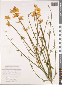 Spartium junceum L., Caucasus, Black Sea Shore (from Novorossiysk to Adler) (K3) (Russia)