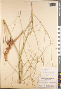 Convolvulus, South Asia, South Asia (Asia outside ex-Soviet states and Mongolia) (ASIA) (Iran)