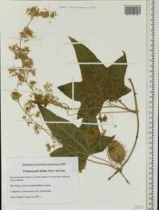 Echinocystis lobata (Michx.) Torr. & Gray, Eastern Europe, Central forest region (E5) (Russia)