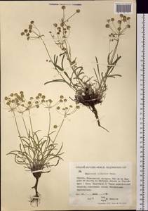 Bupleurum sibiricum Vest ex Roem. & Schult., Siberia, Yakutia (S5) (Russia)