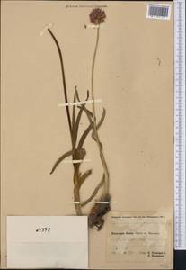 Allium carolinianum Redouté, Middle Asia, Pamir & Pamiro-Alai (M2) (Tajikistan)