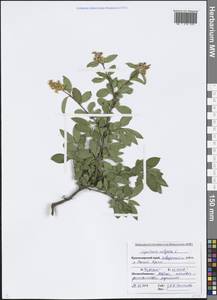 Ligustrum vulgare L., Caucasus, Black Sea Shore (from Novorossiysk to Adler) (K3) (Russia)