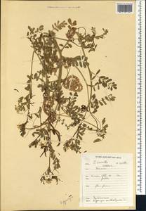 Hippocrepis multisiliquosa L., Africa (AFR) (Morocco)
