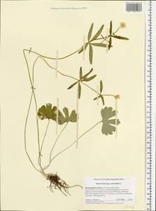 Ranunculus auricomus L., Eastern Europe, Central region (E4) (Russia)