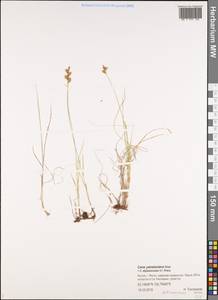 Carex yamatsutana Ohwi, Siberia, Yakutia (S5) (Russia)