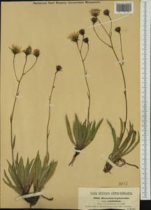 Hieracium crinifolium (Nägeli & Peter) Prain, Western Europe (EUR) (Austria)
