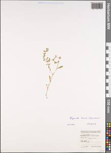 Polygonum boreale (Lange) Small, Eastern Europe, Northern region (E1) (Russia)