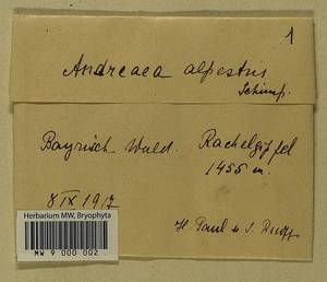 Andreaea alpestris (Thed.) Schimp., Bryophytes, Bryophytes - Western Europe (BEu) (Germany)