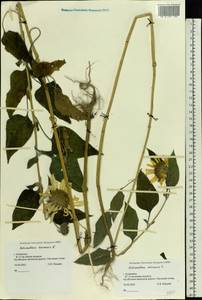 Helianthus annuus L., Eastern Europe, Lower Volga region (E9) (Russia)