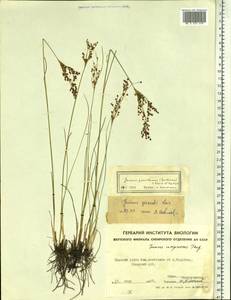 Juncus gracillimus (Buchenau) V.I.Krecz. & Gontsch., Siberia, Yakutia (S5) (Russia)