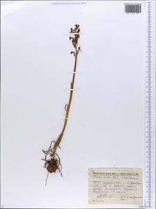 Anacamptis morio subsp. picta (Loisel.) Jacquet & Scappat., Eastern Europe, South Ukrainian region (E12) (Ukraine)