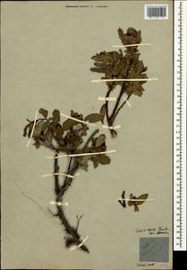 Salix apoda Trautv., Caucasus, Krasnodar Krai & Adygea (K1a) (Russia)