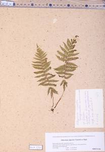Pseudathyrium alpestre subsp. alpestre, Siberia, Altai & Sayany Mountains (S2) (Russia)