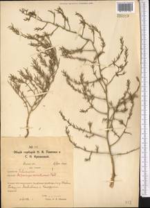 Asparagus breslerianus Schult. & Schult.f., Middle Asia, Northern & Central Kazakhstan (M10) (Kazakhstan)