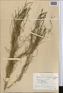 Haloxylon ammodendron (C. A. Mey.) Bunge ex Fenzl, Middle Asia, Caspian Ustyurt & Northern Aralia (M8) (Kazakhstan)