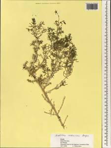 Seidlitzia rosmarinus Ehrenb. ex Boiss., South Asia, South Asia (Asia outside ex-Soviet states and Mongolia) (ASIA) (Israel)