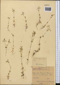 Cerastium semidecandrum L., Middle Asia, Syr-Darian deserts & Kyzylkum (M7)