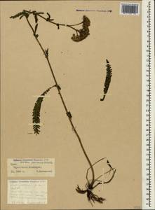 Achillea pannonica Scheele, Crimea (KRYM) (Russia)