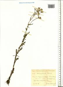 Jacobaea erucifolia subsp. erucifolia, Eastern Europe, West Ukrainian region (E13) (Ukraine)