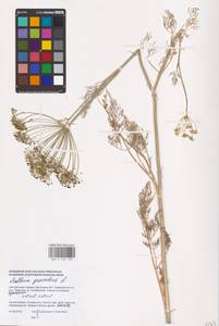 Anethum graveolens L., Eastern Europe, South Ukrainian region (E12) (Ukraine)