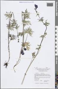 Aconitum glandulosum Rapaics, Siberia, Baikal & Transbaikal region (S4) (Russia)