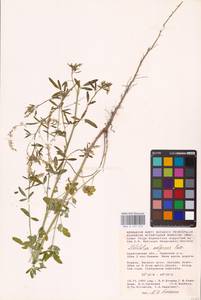 Melilotus wolgicus Poir., Eastern Europe, Lower Volga region (E9) (Russia)