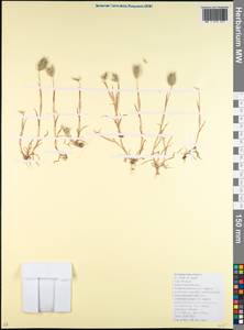 Eremopyrum orientale (L.) Jaub. & Spach, Caucasus, Krasnodar Krai & Adygea (K1a) (Russia)