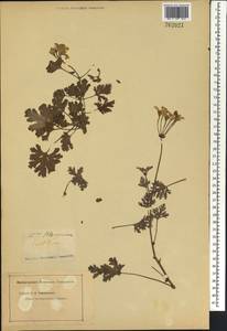 Pelargonium candidum, Africa (AFR) (Not classified)