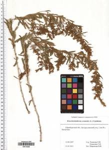 Krascheninnikovia ceratoides (L.) Gueldenst., Eastern Europe, Eastern region (E10) (Russia)