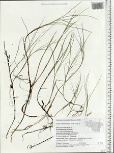 Carex chordorrhiza L.f., Eastern Europe, Central region (E4) (Russia)