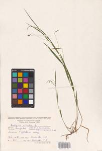 Lathyrus nissolia L., Eastern Europe, Moldova (E13a) (Moldova)