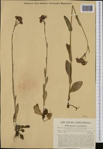 Tephroseris aurantiaca (Hoppe ex Willd.) Griseb. & Schenk, Western Europe (EUR) (Austria)