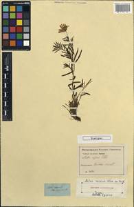 Kemulariella rosea (Stev.) Tamamsch., Caucasus (no precise locality) (K0) (Not classified)