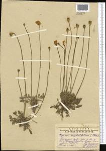 Papaver croceum Ledeb., Middle Asia, Pamir & Pamiro-Alai (M2) (Uzbekistan)